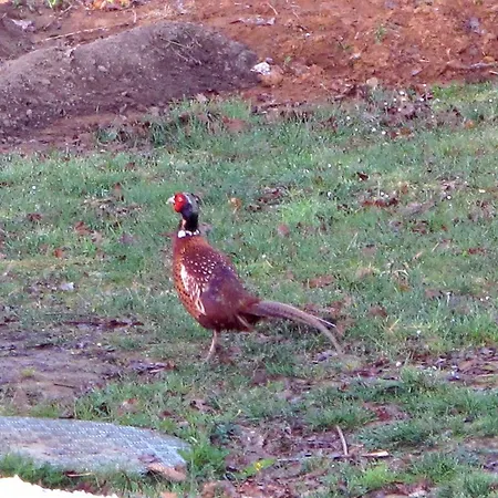 Jouandous Bed & Breakfast Habas