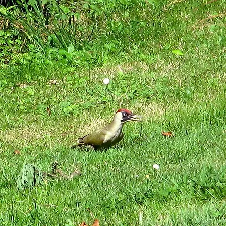 Jouandous Bed & Breakfast Habas