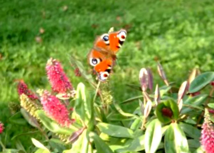 Jouandous Отель типа 