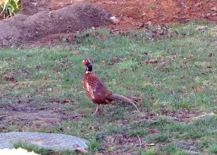 Jouandous Отель типа 