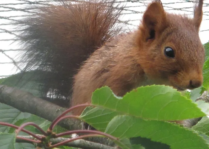 Jouandous Отель типа 