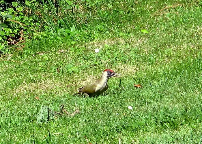 Jouandous Отель типа 